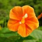 Apricot Candy Noah Vine Seeds