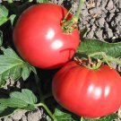 Marlowe Charleston Tomato Seeds