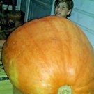 Show Winner Pumpkin Seeds 250450 Pounds