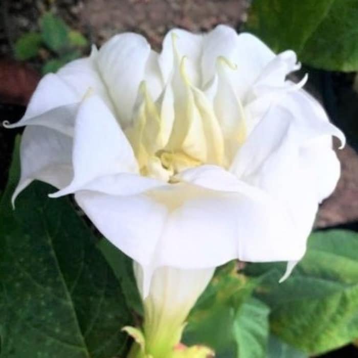 Ballerina White Devil Trumpet Seeds