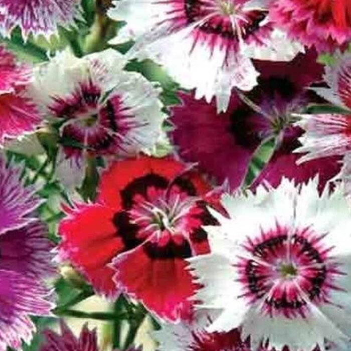 Baby Doll Dianthus Seeds