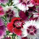 Baby Doll Dianthus Seeds
