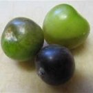 Custom Tomatillo Mix Perfect For Colorful Salas Seeds