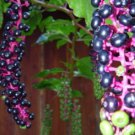 Poison Inkberrys Bush Seeds Poisonuos If Eaten