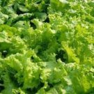 Grand Rapids Tbr Lettuce Seeds