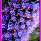 Echium Plants Seeds Bold Color