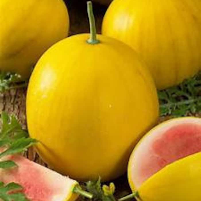 Royal Golden Watermelon Seeds The Melons Turn Dark Yellow When Ripe