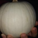 Snowball Pumpkin Seeds