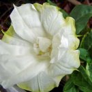Double White With Yellow Edge Datura Seeds