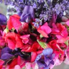 Royal Family Sweet Pea Vine Seeds