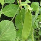 Mammoth Melting Sugar Pea Seeds