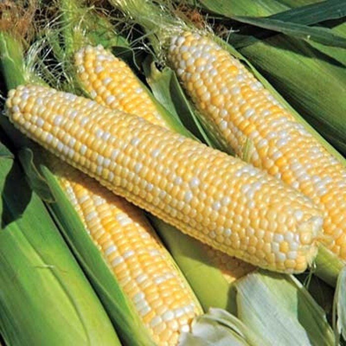 Bilicious Sweet Corn Nontreated Seeds