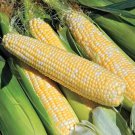 Bilicious Sweet Corn Nontreated Seeds