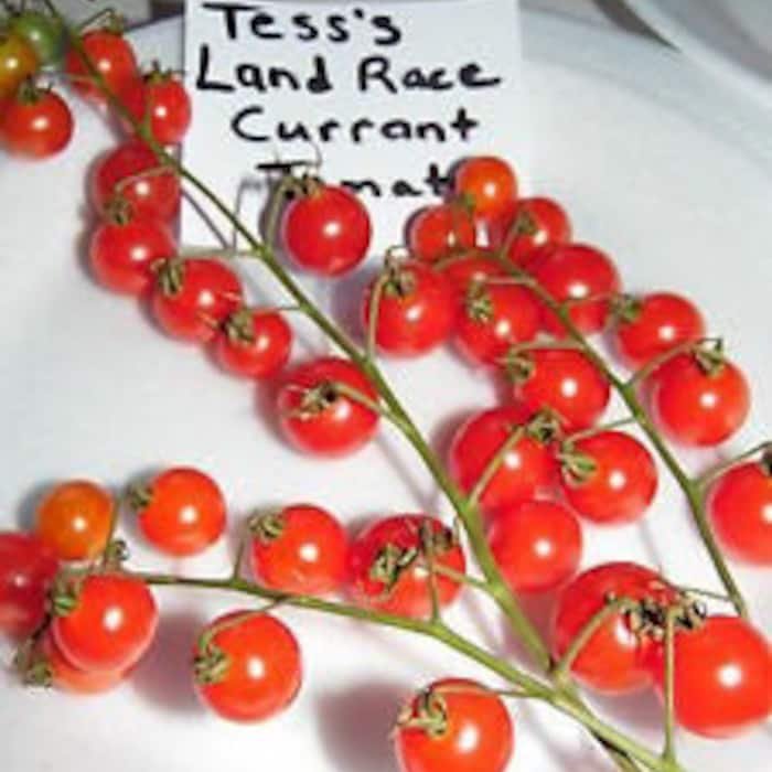 TessS Land Race Currant Tomato Seeds