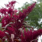Kerala Red Amaranth Seeds