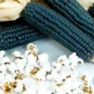 Mini Blue Popcorn Seeds Makes Great Tasting Popcorn