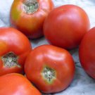 Lincoln Adams Tomato Seeds