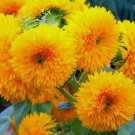 Dwarf Sungold Sunflower Seeds