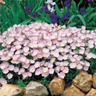 Showy Pink Primrose Seeds