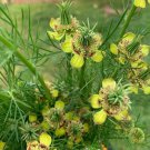 Love In A Mist Transformers Nigella Orientalis Seeds