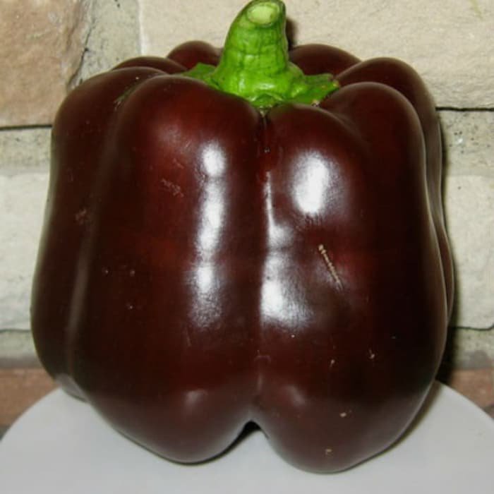 Chocolate Beauty Sweet Bell Pepper Seeds