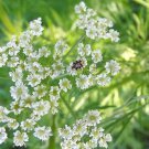 Cumin Herb 25 Seeds