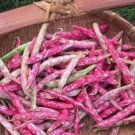 Flambo Bush Bean Seeds