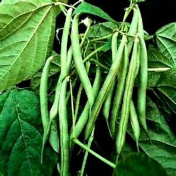 Blue Lake Pole Beans 30 Seeds 6 Long Best For Canning