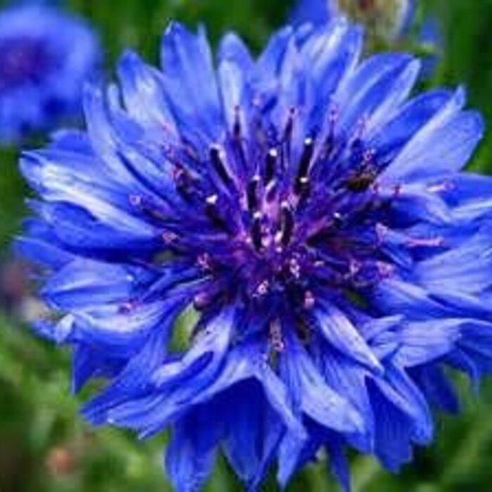 Tall Blue Cornflower Seeds