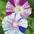 Carnival Morning Glory Vine Seeds