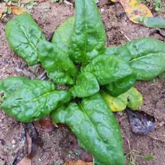 Bloomsdale Long Standing Spanish Seeds