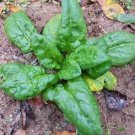 Bloomsdale Long Standing Spanish Seeds