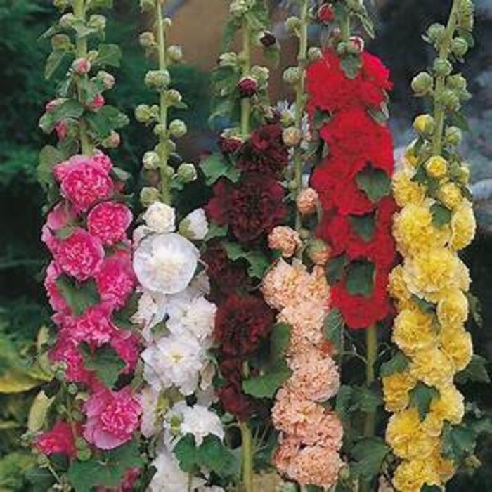 ChaterS Double Mix Hollyhock Seeds Beautiful Fluffy Flowers