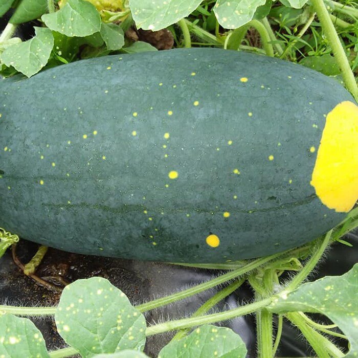 Red Moon & Star Watermelon Seeds