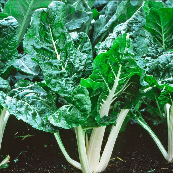 Lucullus Giant Swiss Chard Seeds