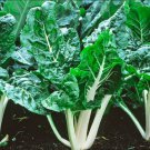 Lucullus Giant Swiss Chard Seeds