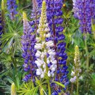Hardy Russell Lupine Mixed Seeds