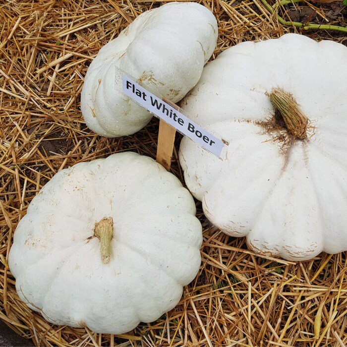 White Flat Boar Pumpkin Seeds
