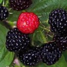 Black Raspberry Bush Seeds Sweet Delicious Fruit