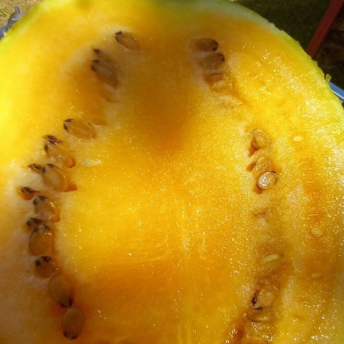 Clay County Watermelon Seeds