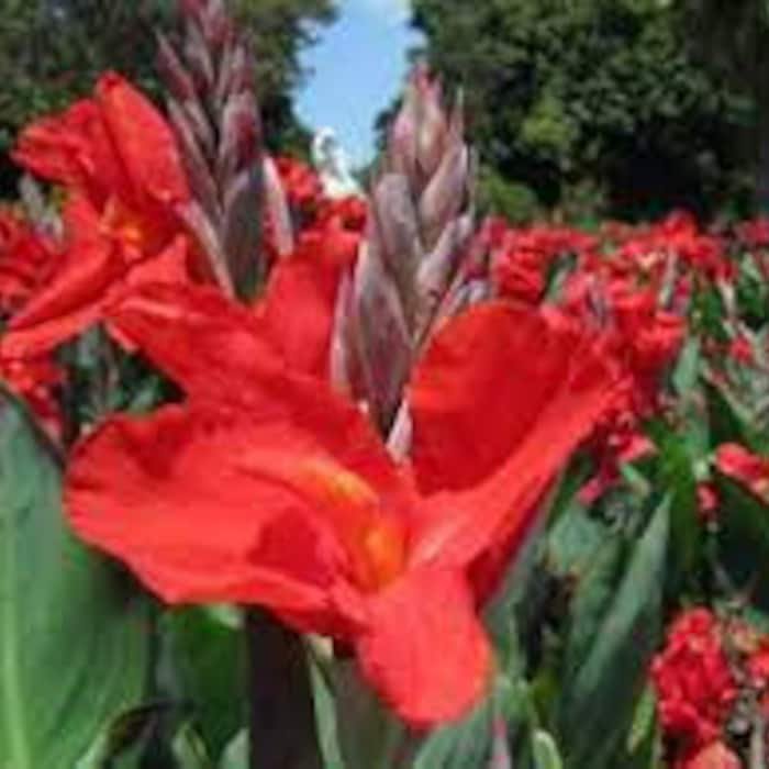 Cabana Canna Lily Seeds