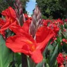 Cabana Canna Lily Seeds