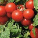 Large Dark Red Cherry Tomato Seeds