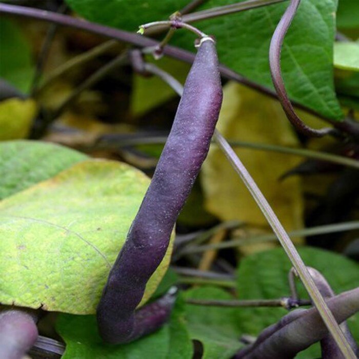 Royal Burgundy Bush Beans Seeds
