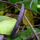 Royal Burgundy Bush Beans Seeds