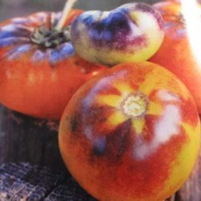 Purple Smudge Red Flesh Tomato Seeds