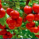 Candy Apple Tomato Seeds
