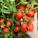 Baby Roma Tomato Seeds