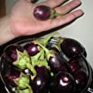 Ratna Eggplant Seeds Tiny Eggplants