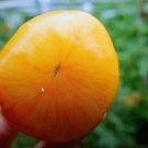 Pork Chop Tomato Seeds
